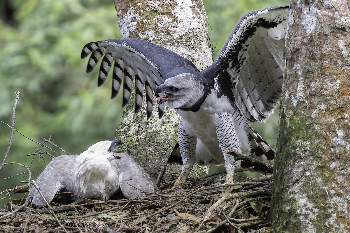 Harpy Eagle - ML623751032