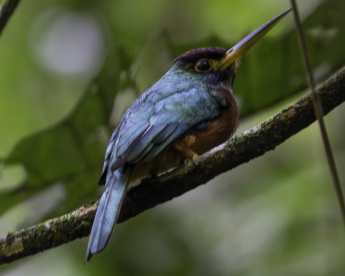 Yellow-billed Jacamar - ML623751037