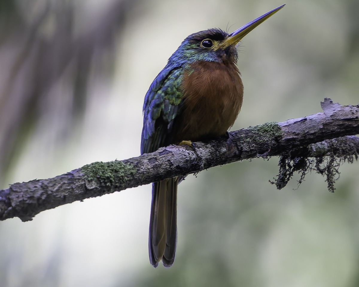 Yellow-billed Jacamar - Grant Price