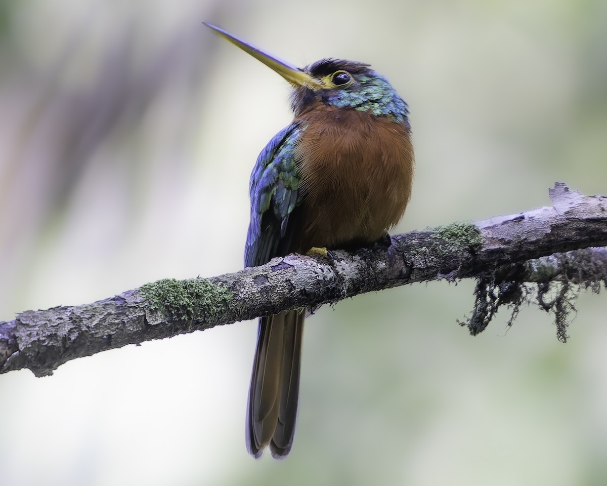 Yellow-billed Jacamar - ML623751039