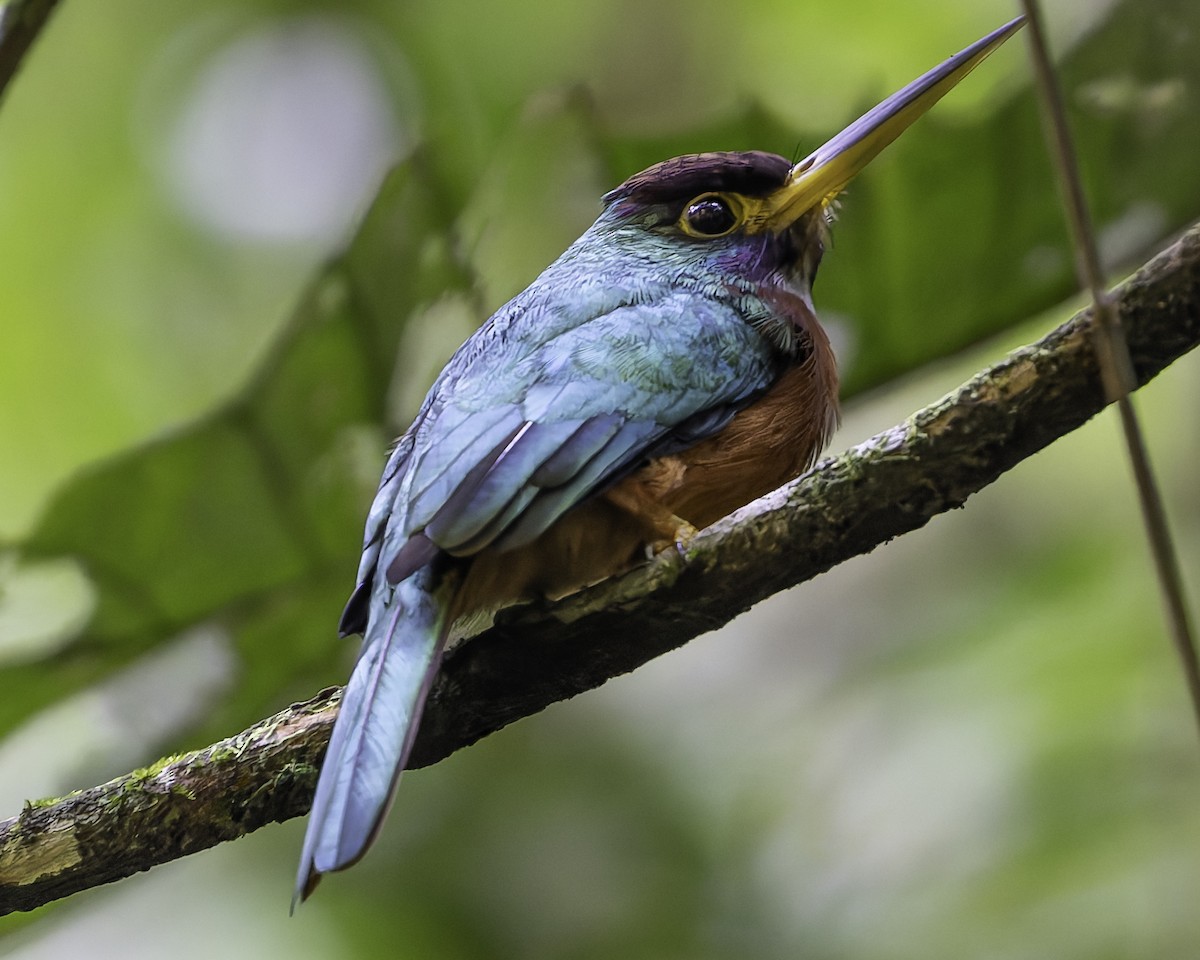 Yellow-billed Jacamar - ML623751040