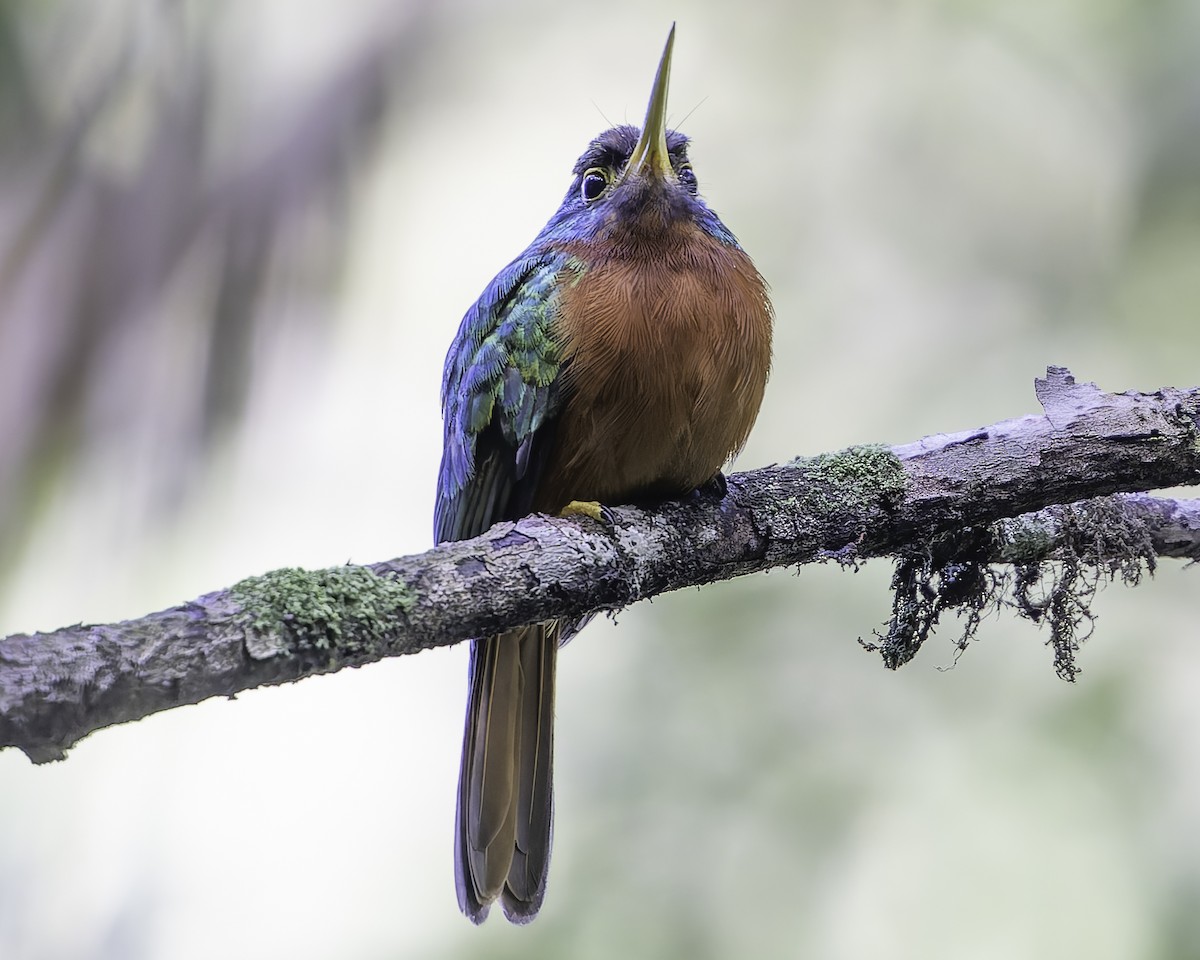 Yellow-billed Jacamar - ML623751041