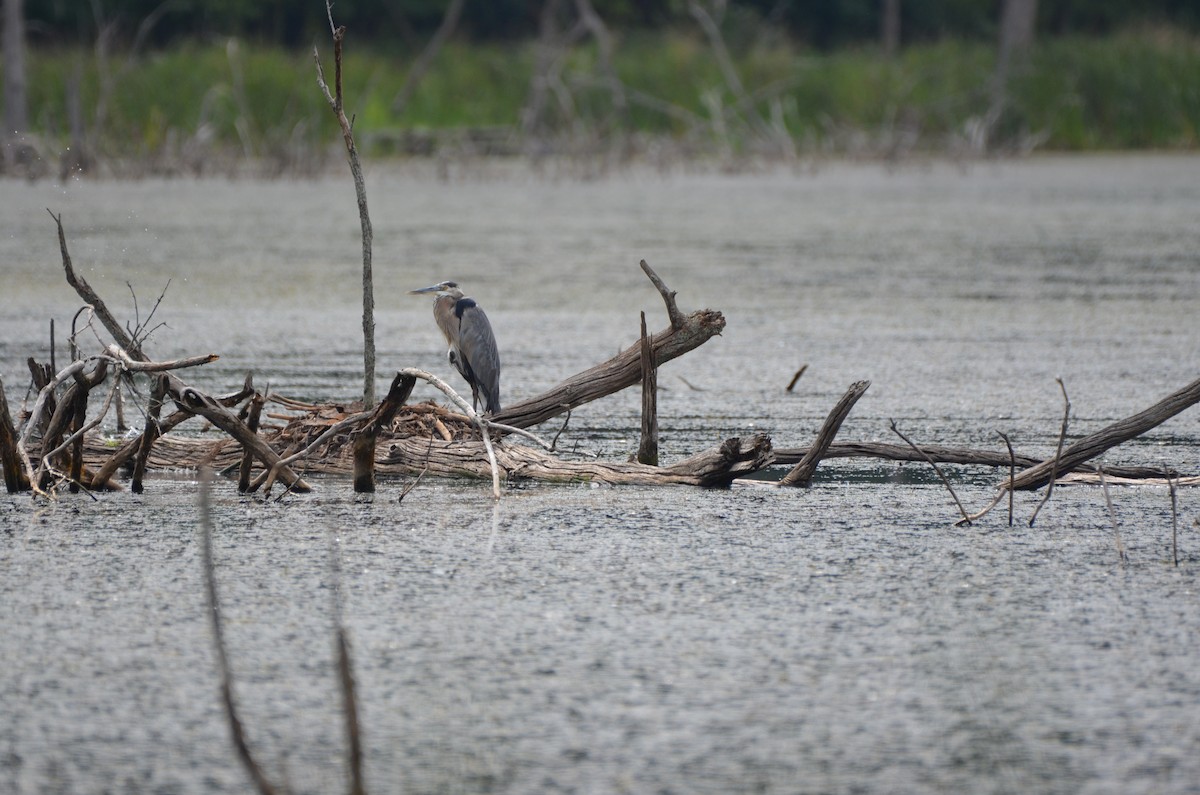 Great Blue Heron - ML623751071