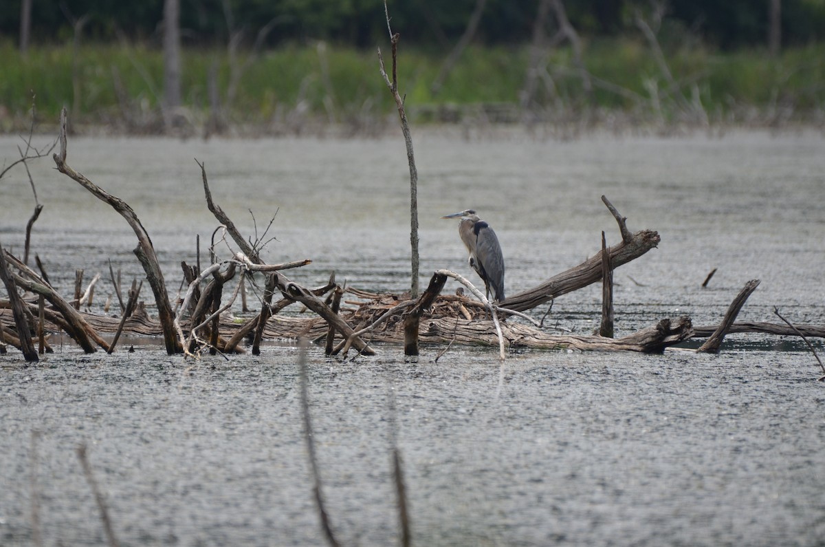 Great Blue Heron - ML623751072