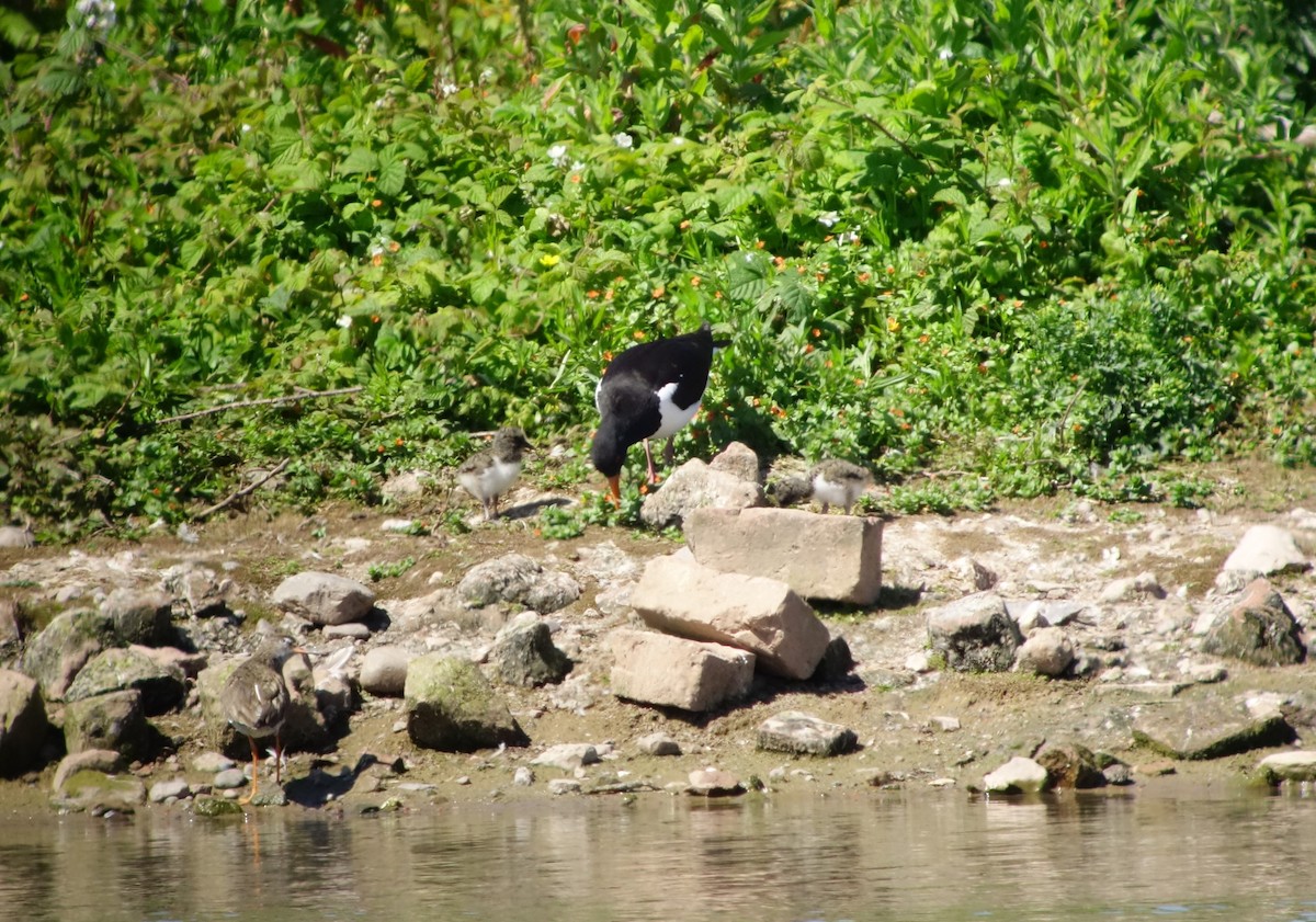 Eurasian Oystercatcher - ML623751073