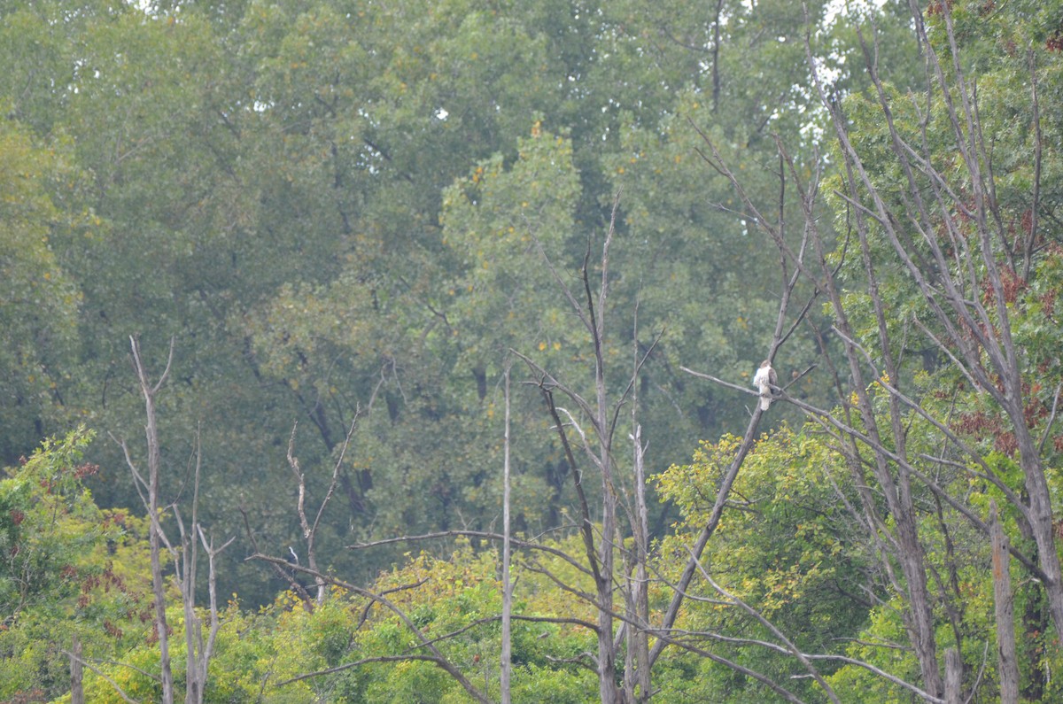 Red-tailed Hawk - Harrison Taylor