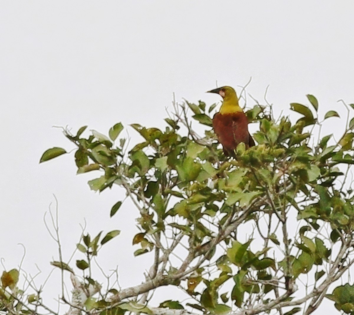 Olive Oropendola (Amazonian) - ML623751164