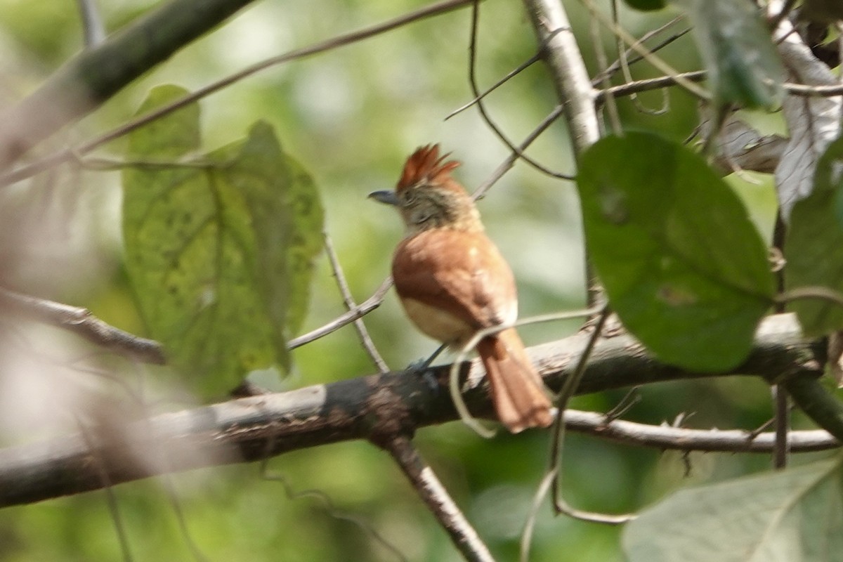 Barred Antshrike - ML623751172