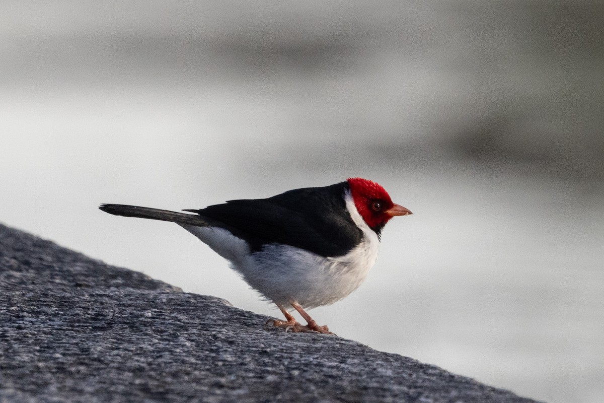 Yellow-billed Cardinal - ML623751193