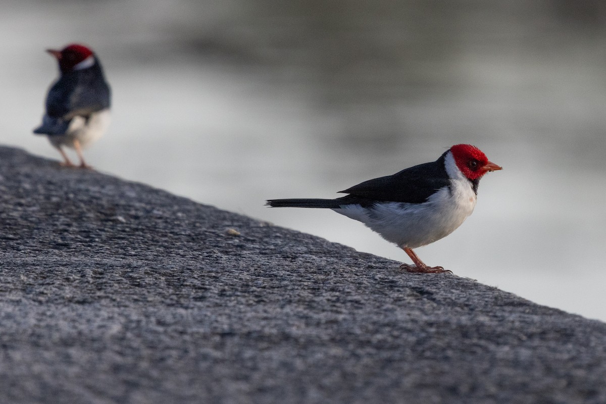 Yellow-billed Cardinal - ML623751194