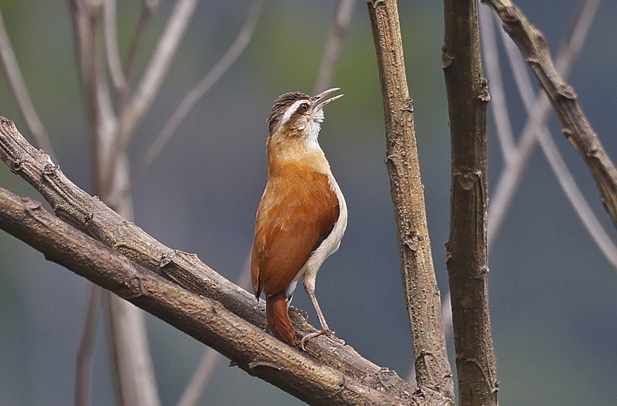 Pale-legged Hornero - Paul Chapman