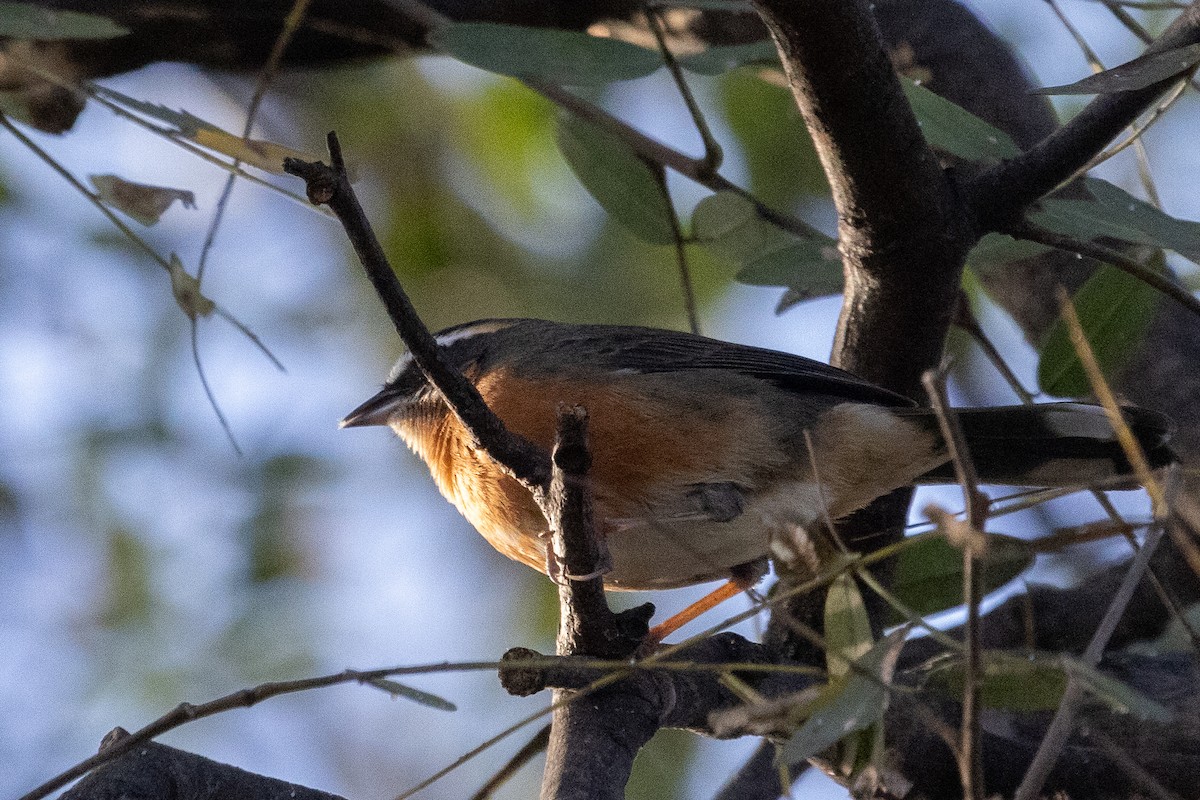 Black-and-rufous Warbling Finch - ML623751207