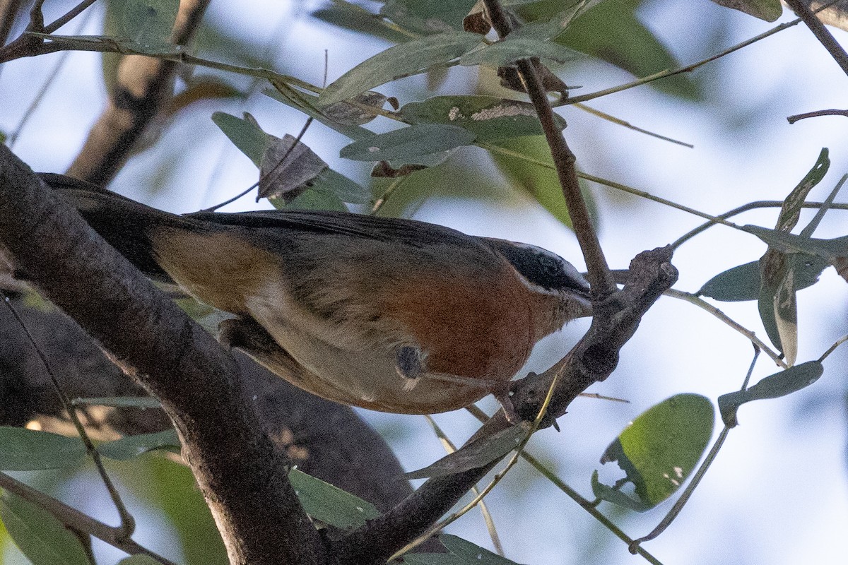 Black-and-rufous Warbling Finch - ML623751208