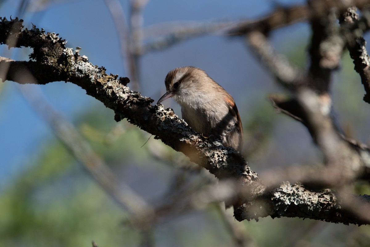 Stripe-crowned Spinetail - ML623751214