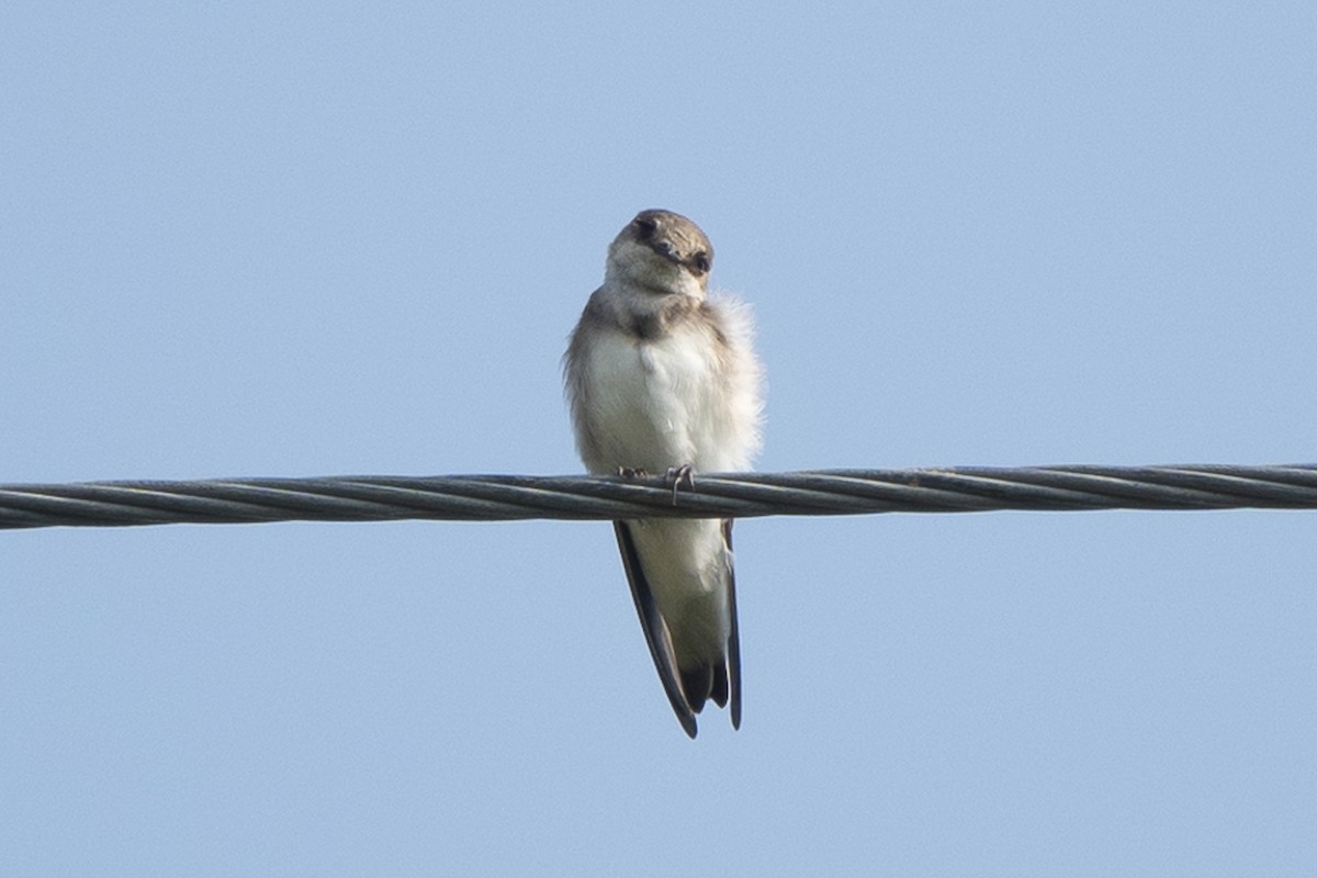 Pale Martin - ML623751215