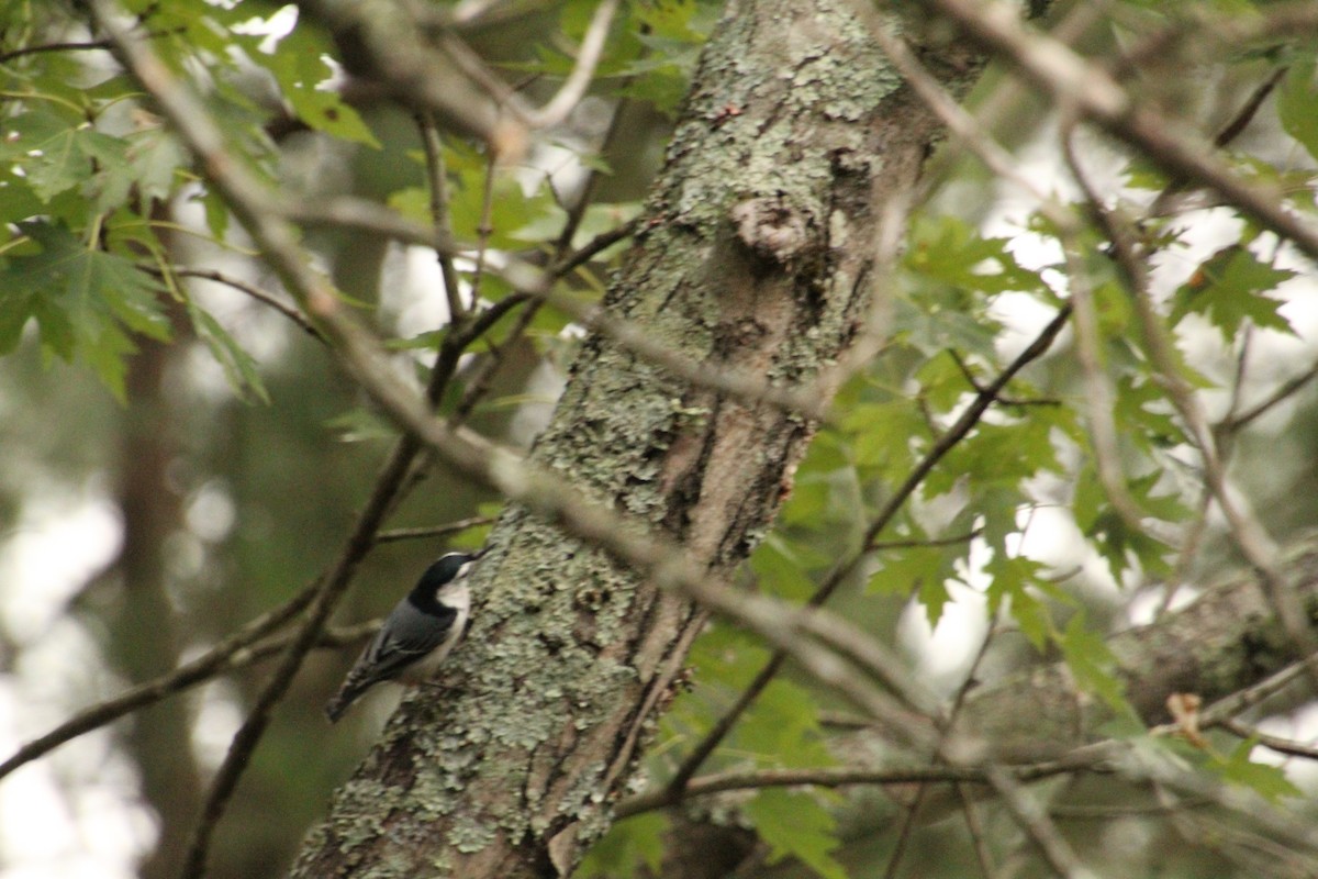 White-breasted Nuthatch - ML623751217