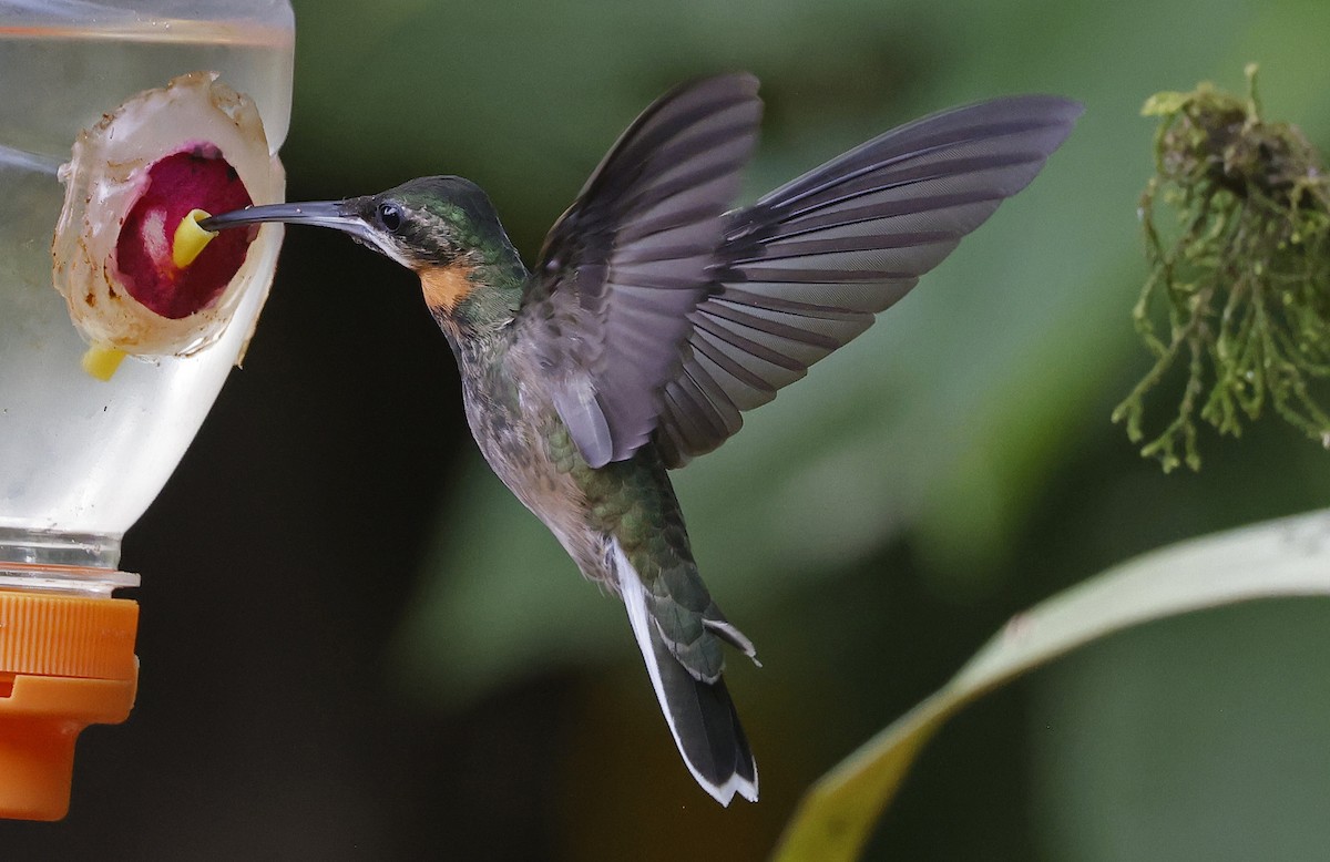 Pale-tailed Barbthroat - Paul Chapman