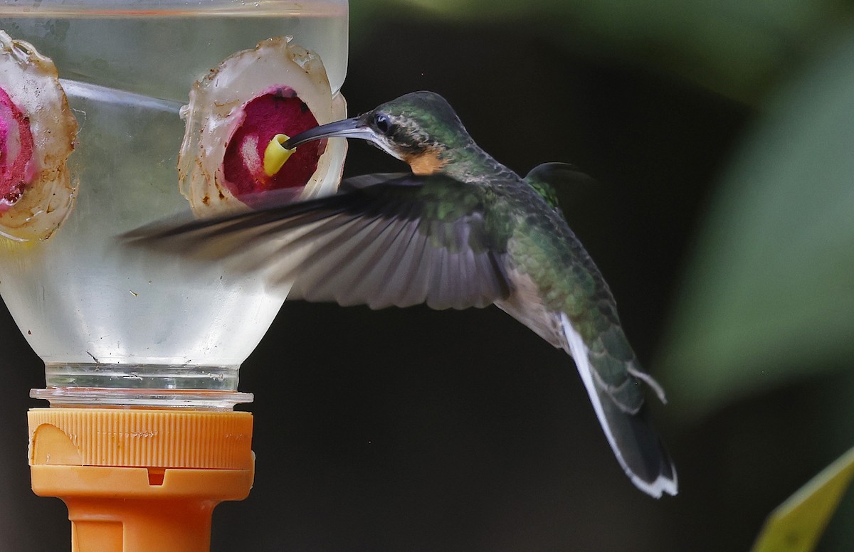 Pale-tailed Barbthroat - ML623751229