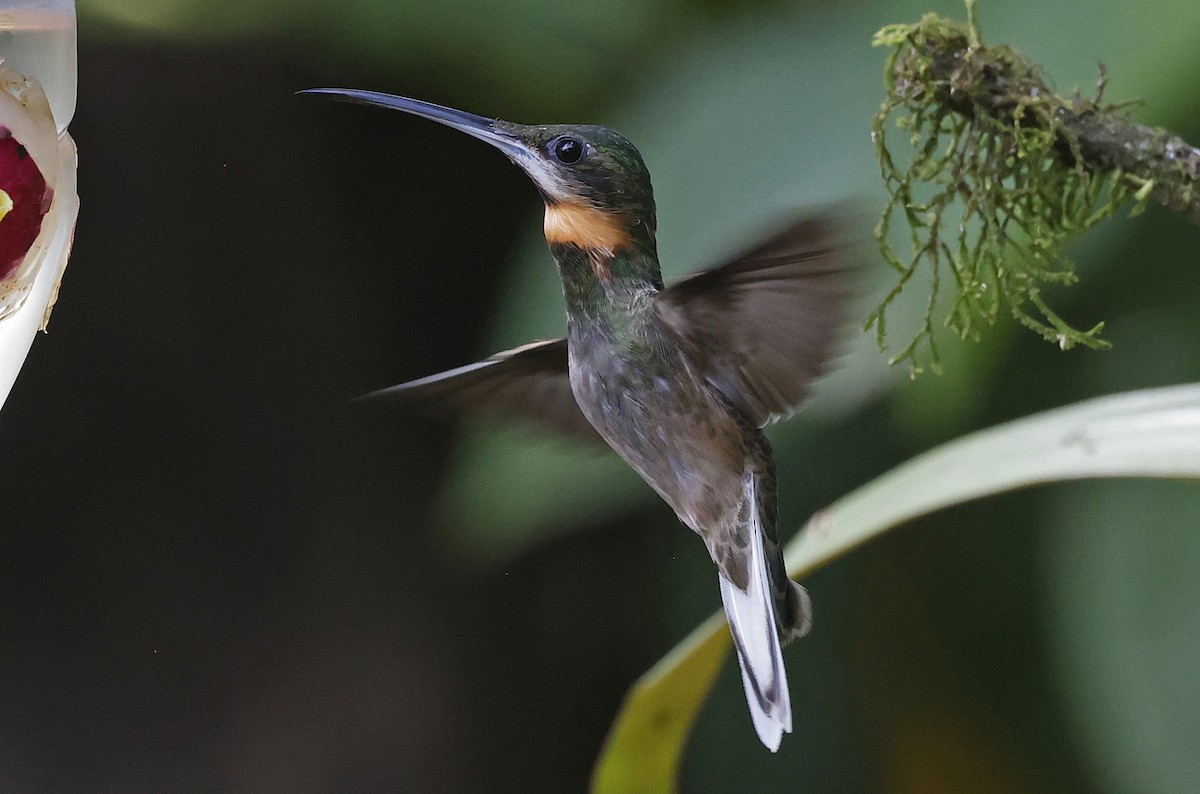 Pale-tailed Barbthroat - ML623751233