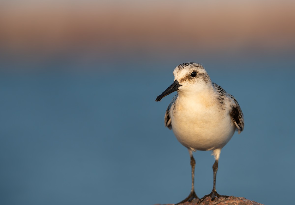 Sanderling - Jeremiah Oden