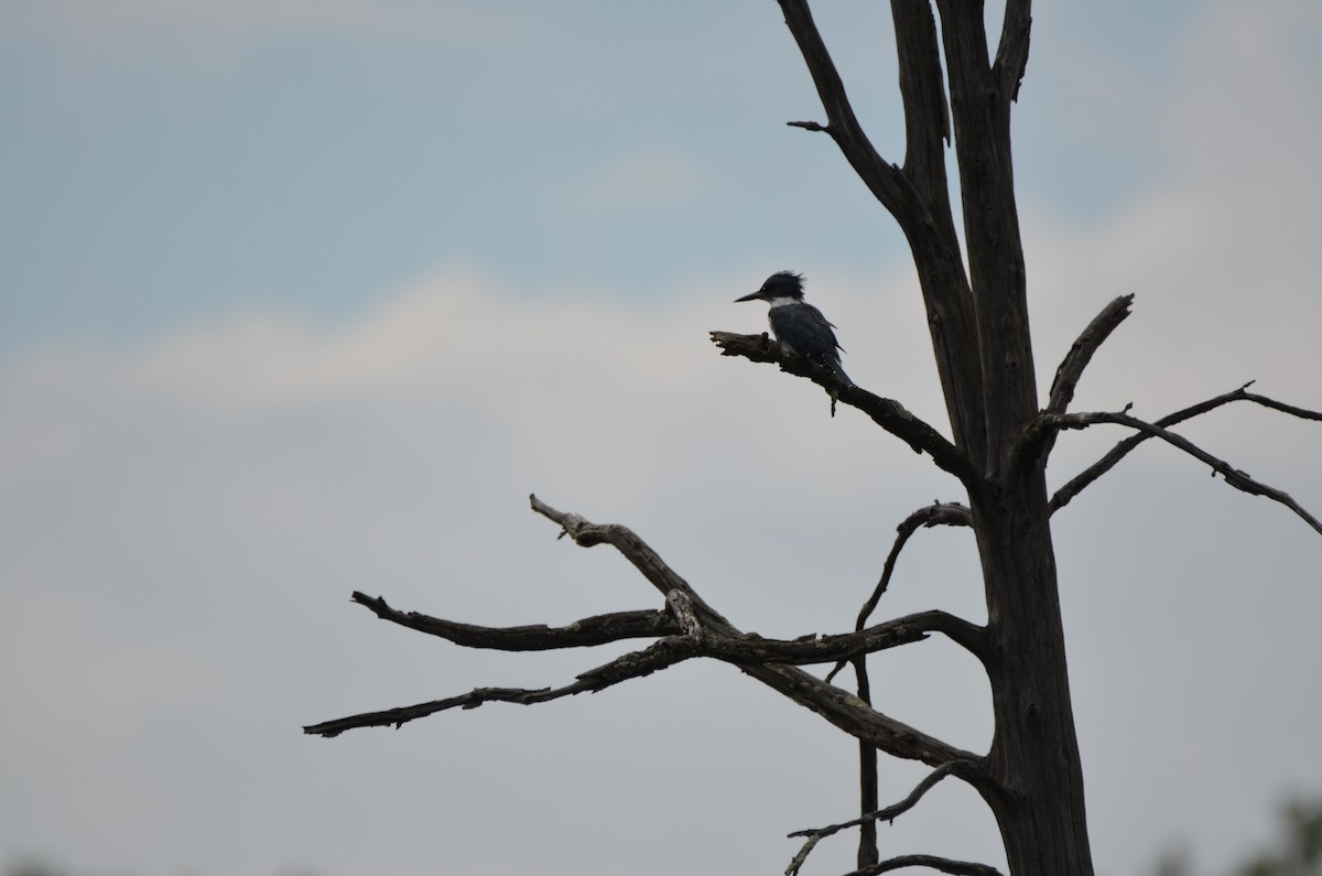 Belted Kingfisher - Harrison Taylor