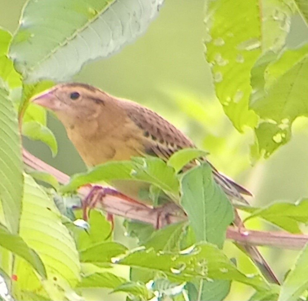 Bobolink - ML623751269