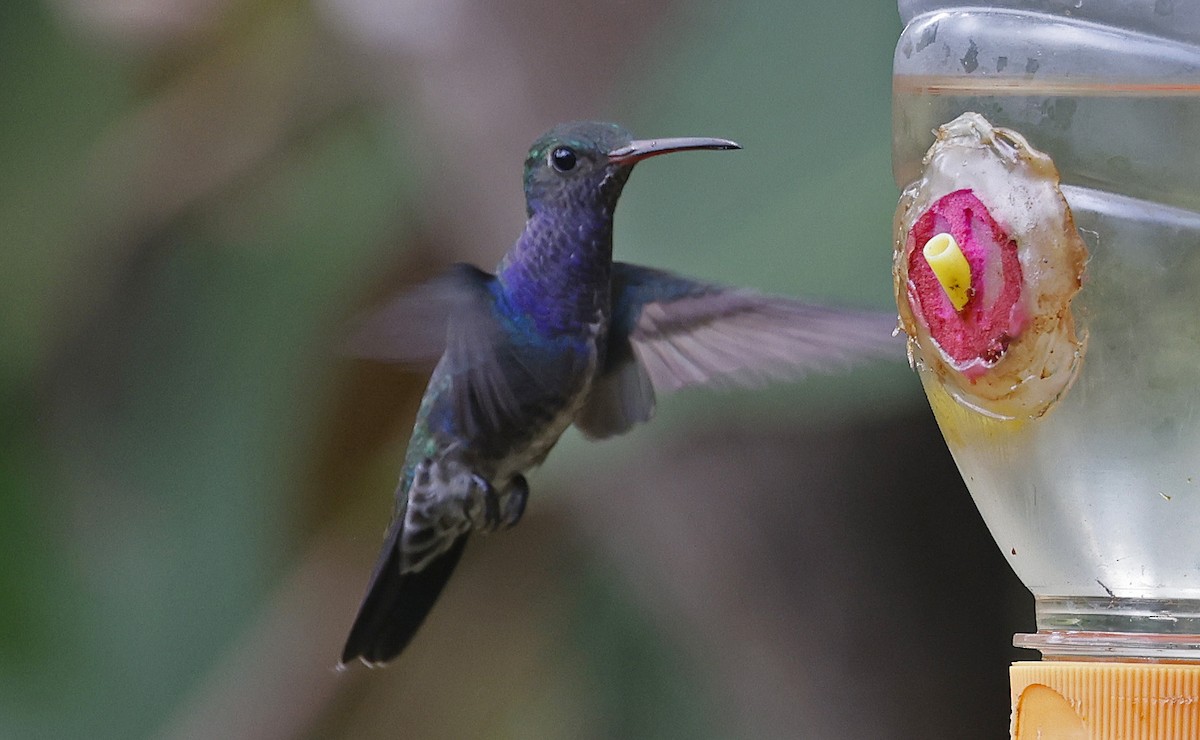 Sapphire-spangled Emerald - Paul Chapman