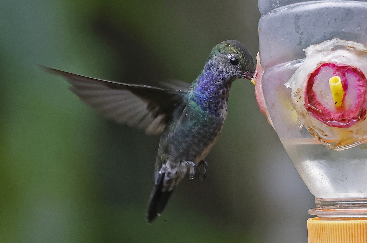 Sapphire-spangled Emerald - Paul Chapman