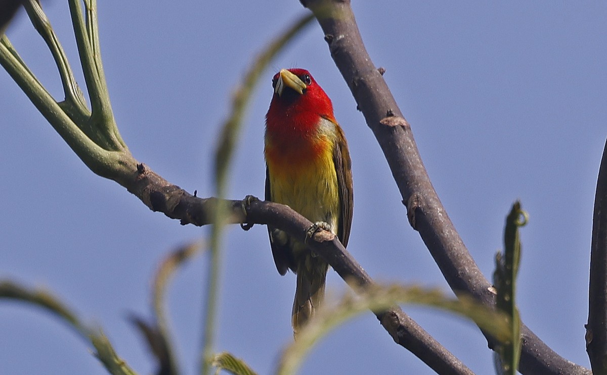 Scarlet-hooded Barbet - ML623751320