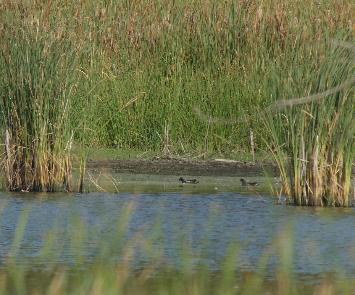 Common Gallinule - ML623751328