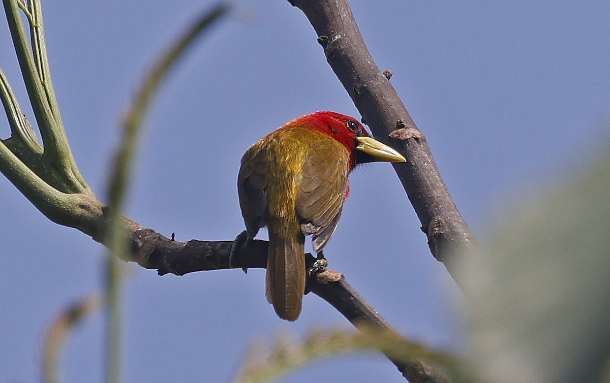 Scarlet-hooded Barbet - ML623751330