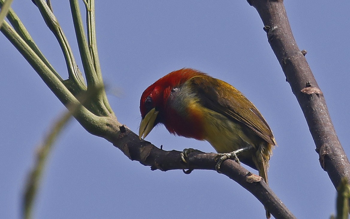 Scarlet-hooded Barbet - ML623751333