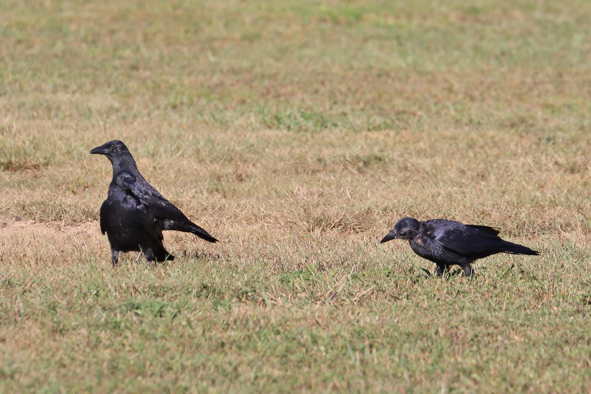 American Crow - ML623751375
