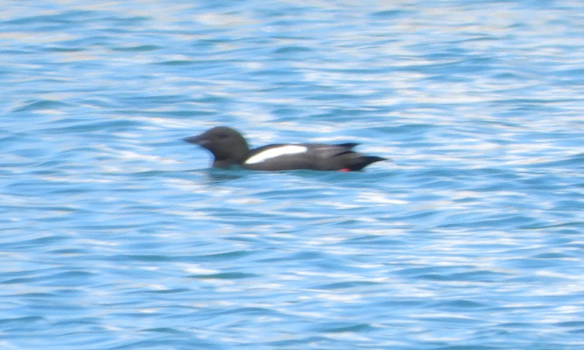 Black Guillemot - ML623751398