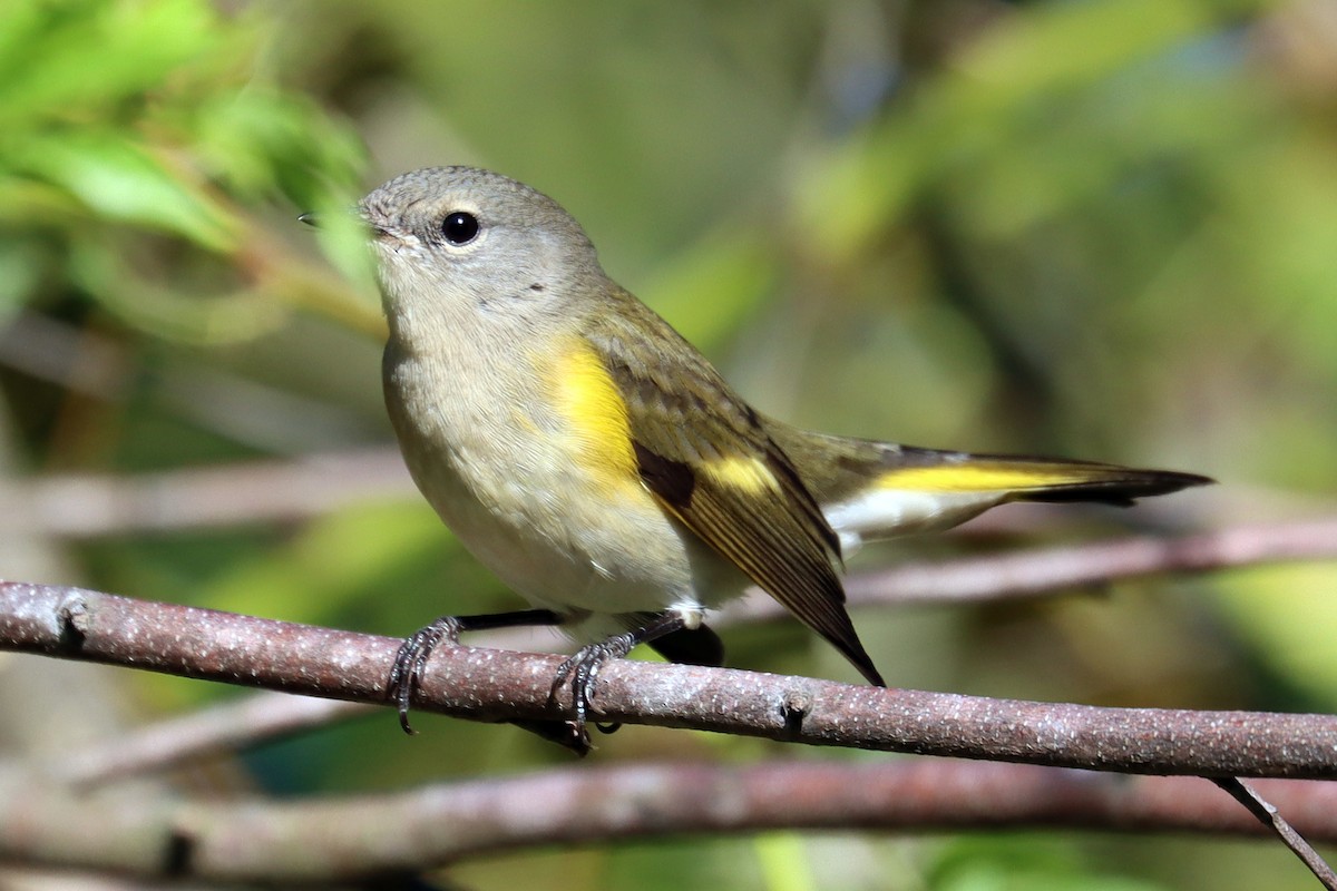 American Redstart - ML623751405