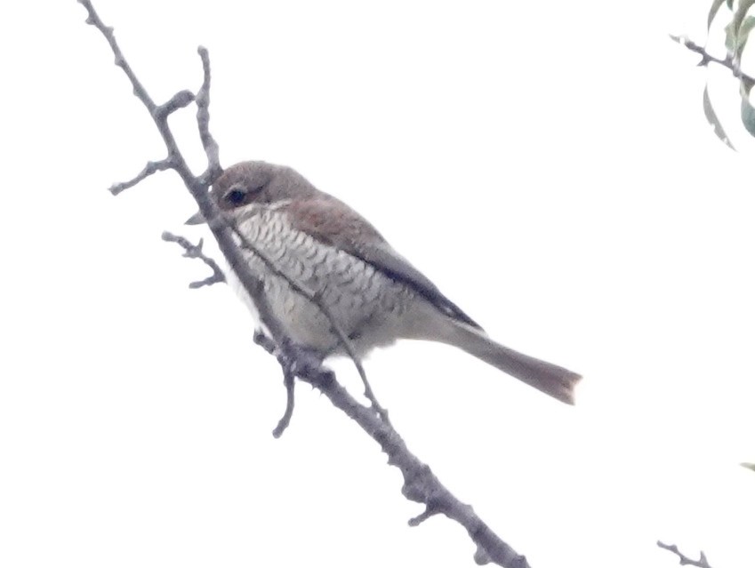 Red-backed Shrike - Robin Oxley 🦉