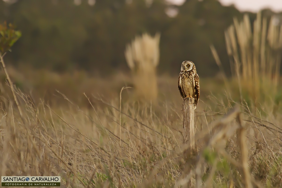 Short-eared Owl - ML62375141