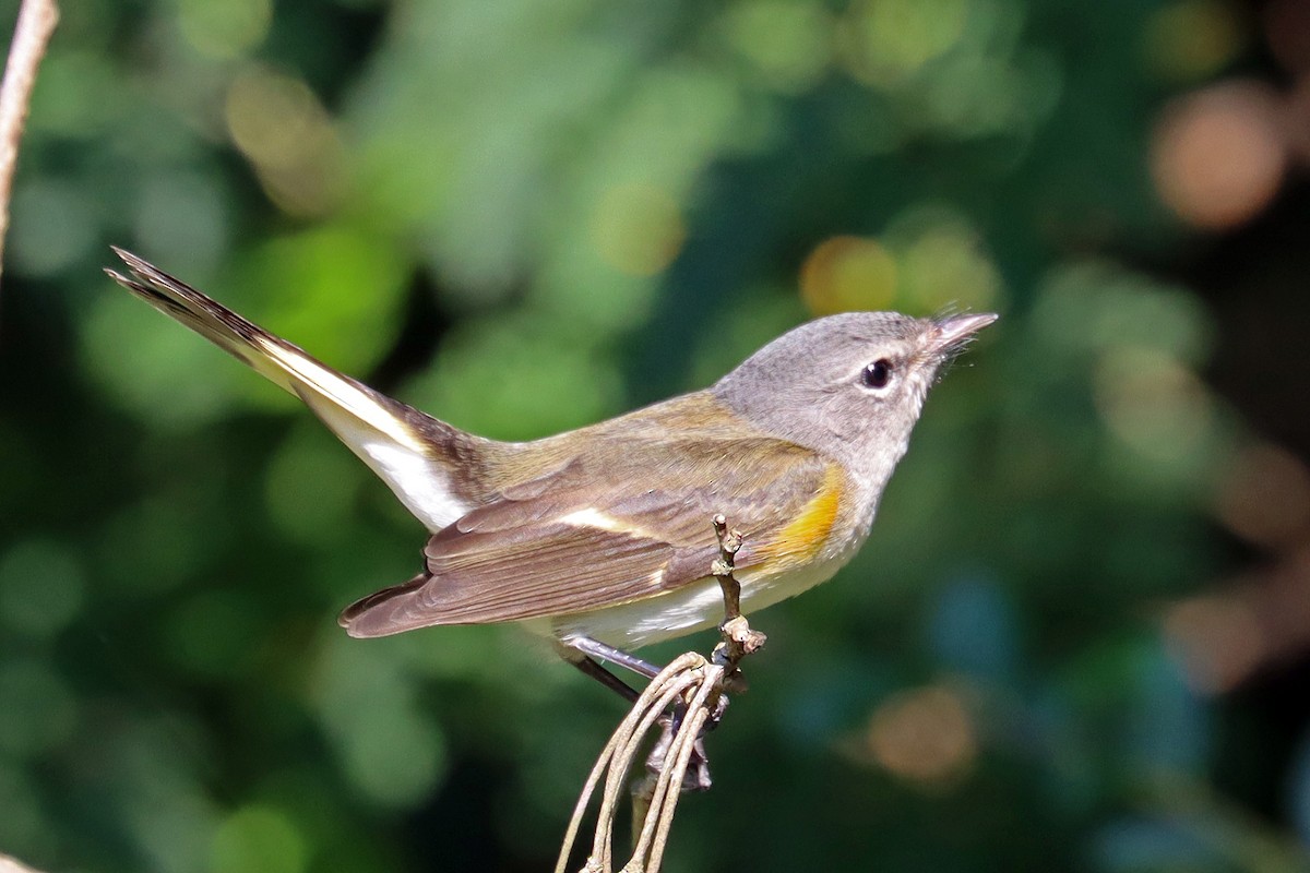 American Redstart - ML623751410