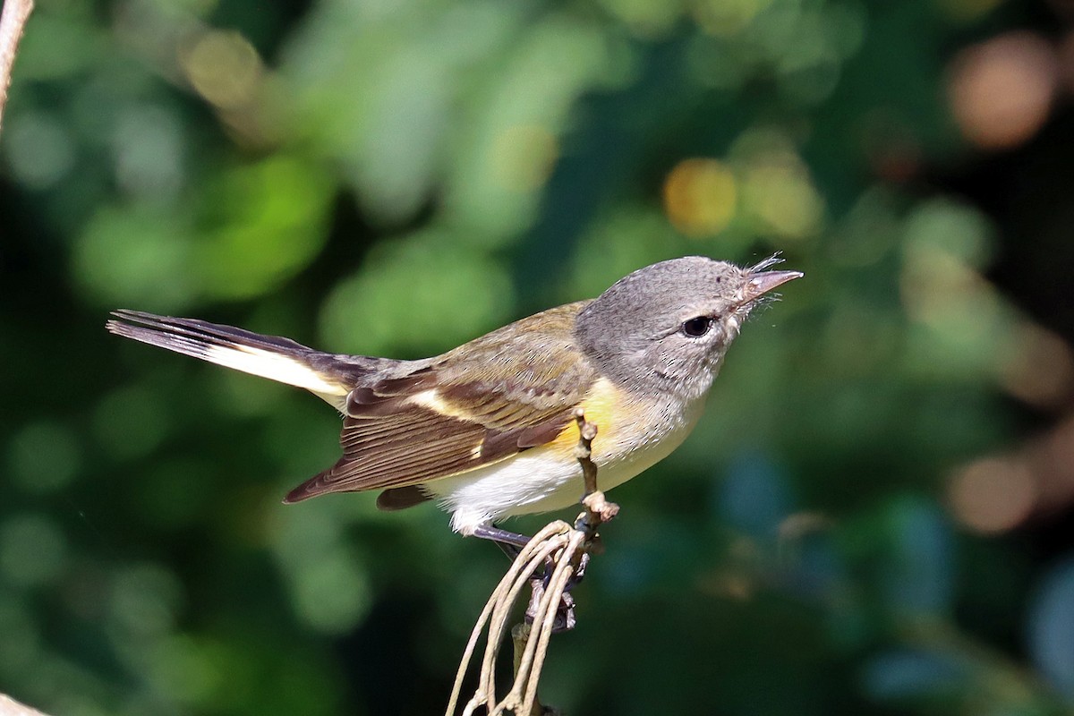 American Redstart - ML623751411