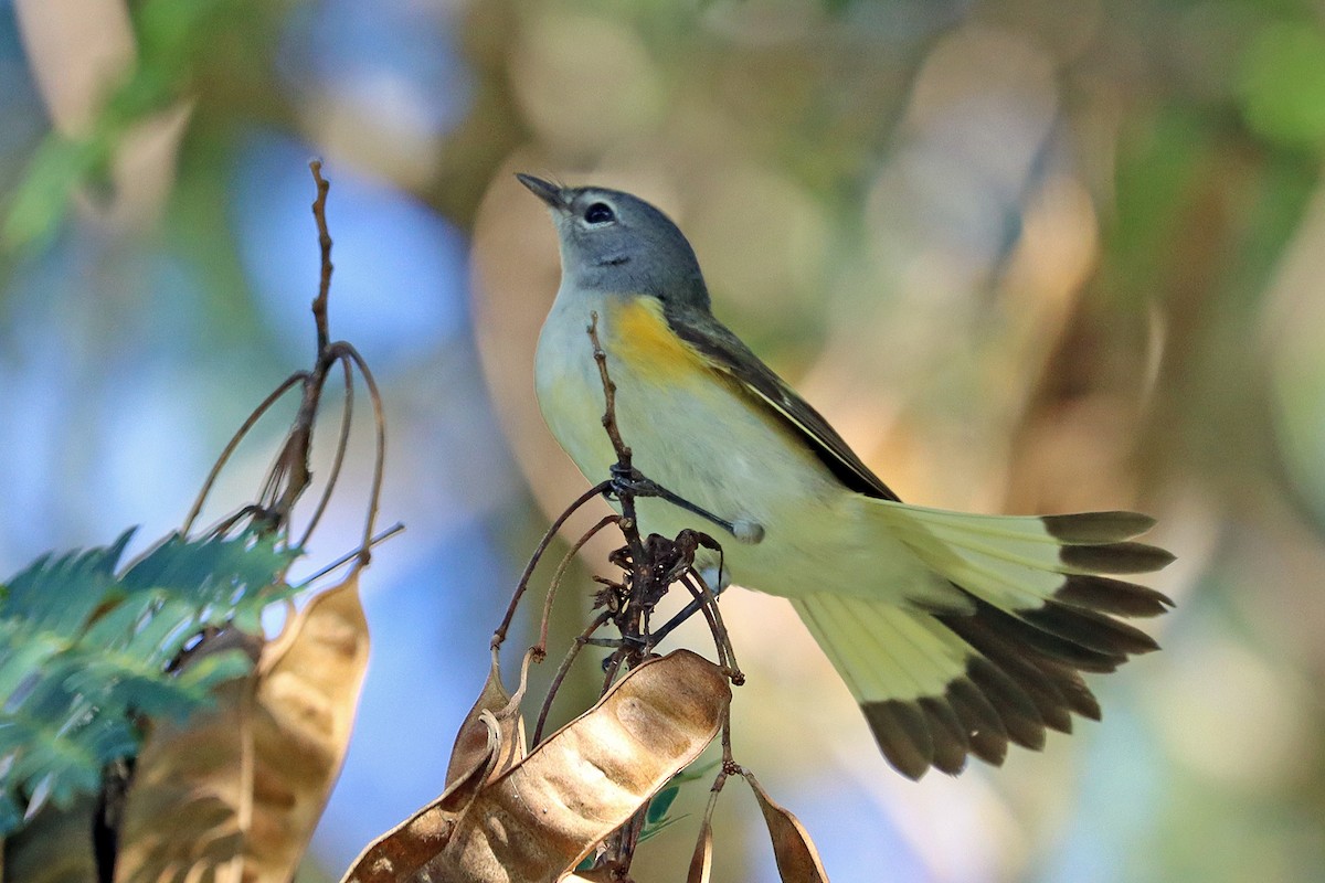 American Redstart - ML623751412