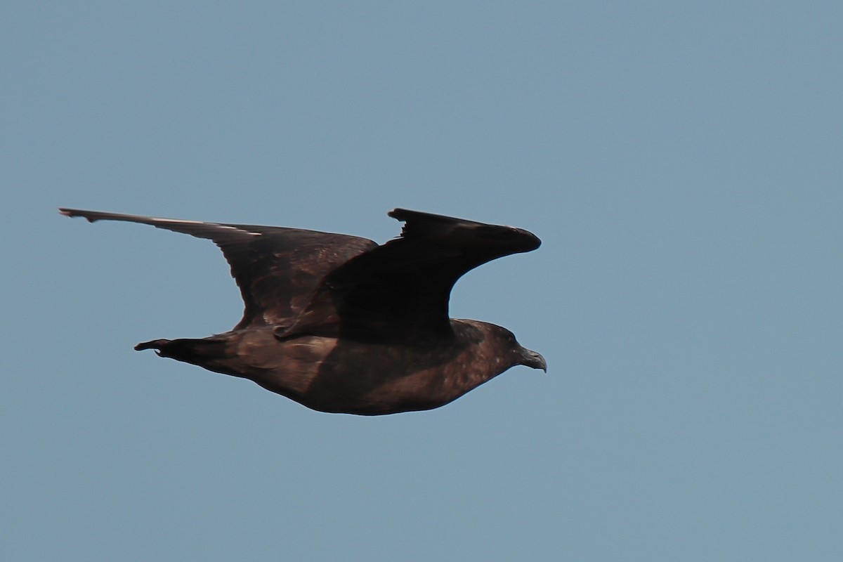 Brown Skua - ML623751427