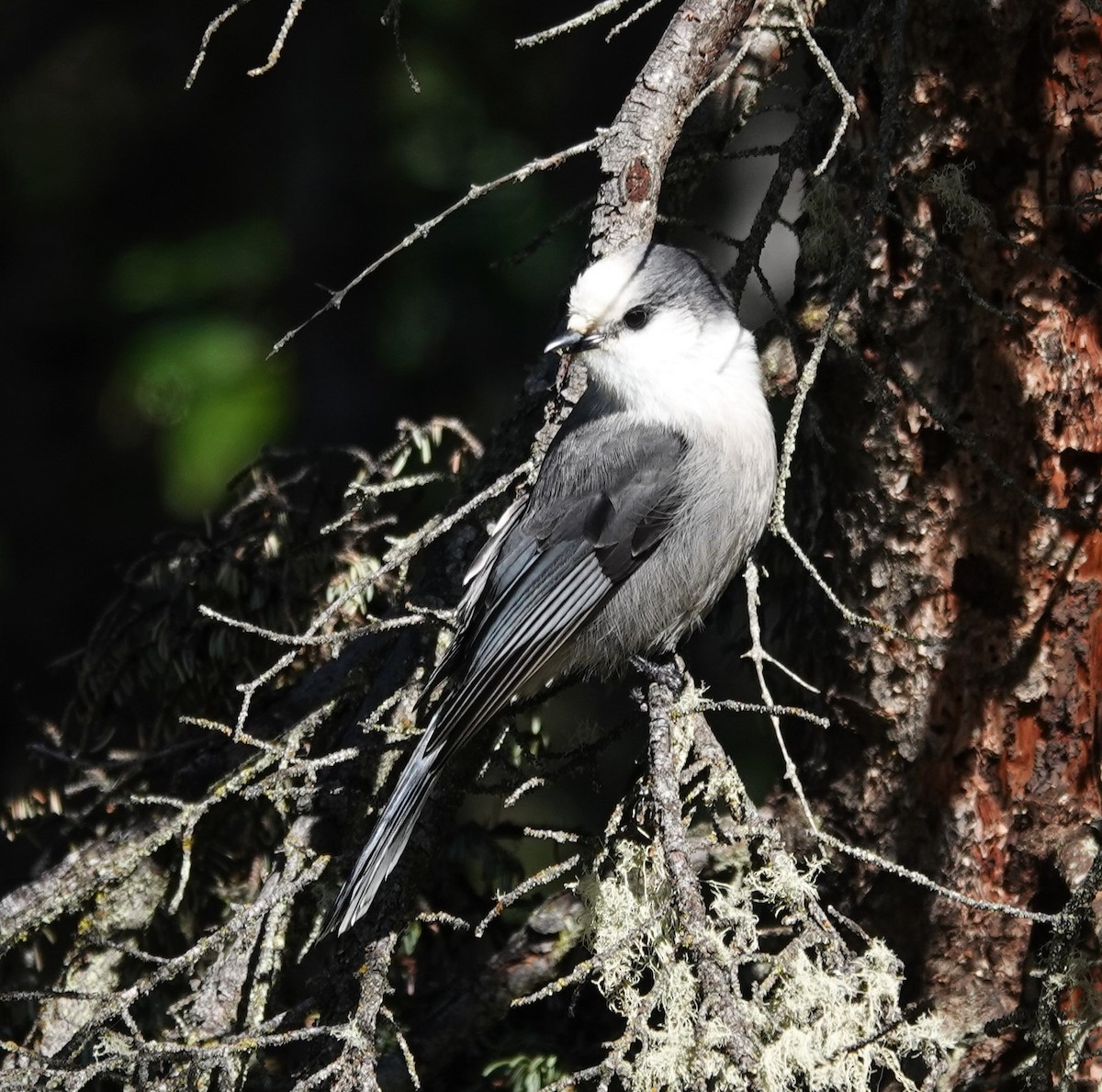 Canada Jay - ML623751439