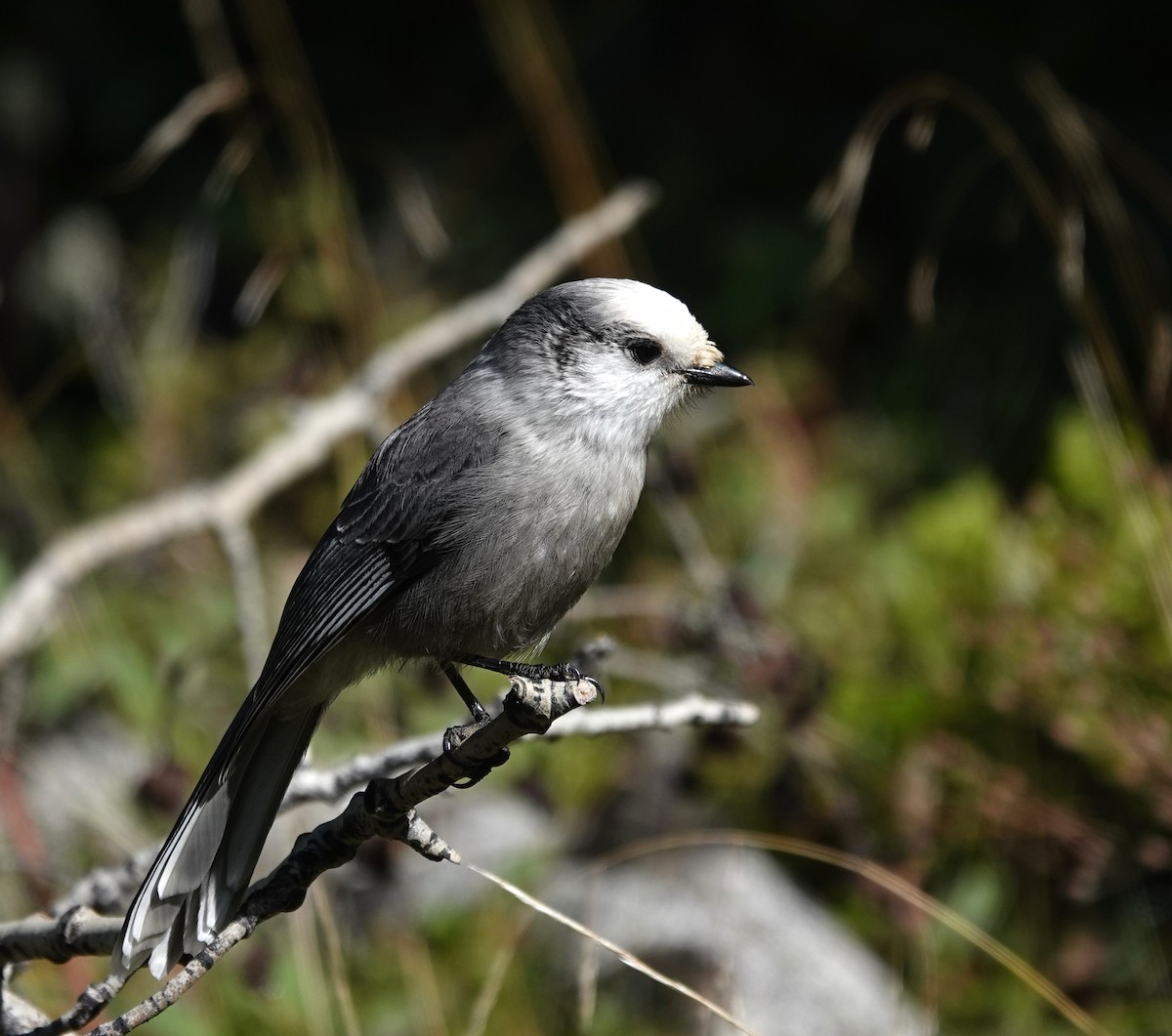 Canada Jay - ML623751442