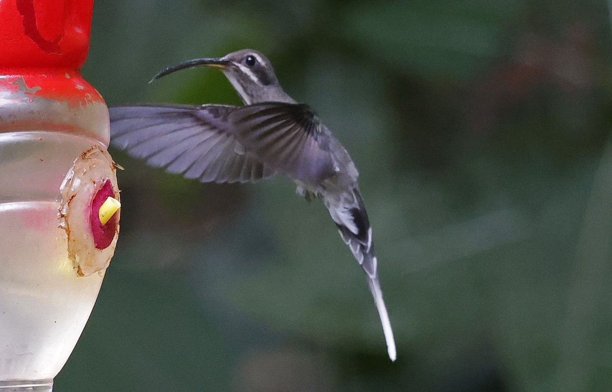 White-bearded Hermit - ML623751443