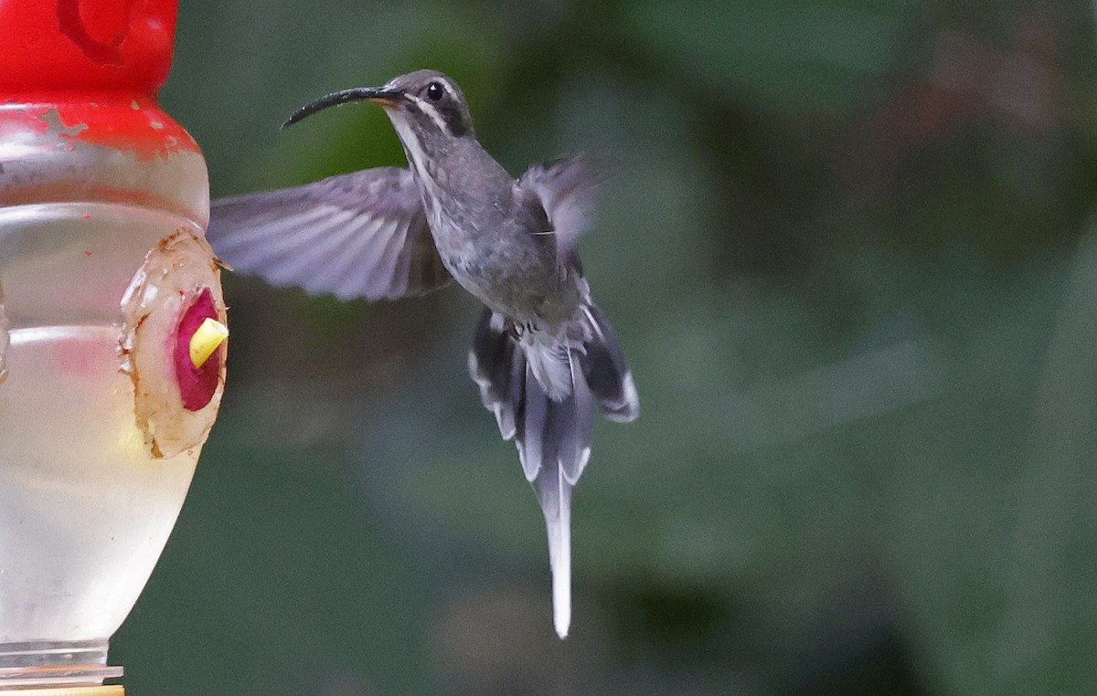 White-bearded Hermit - ML623751446