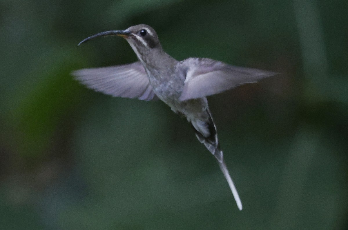 White-bearded Hermit - ML623751452