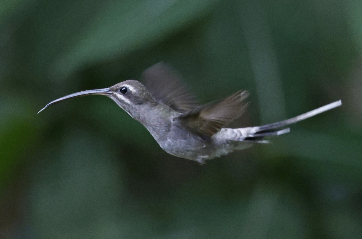 White-bearded Hermit - Paul Chapman