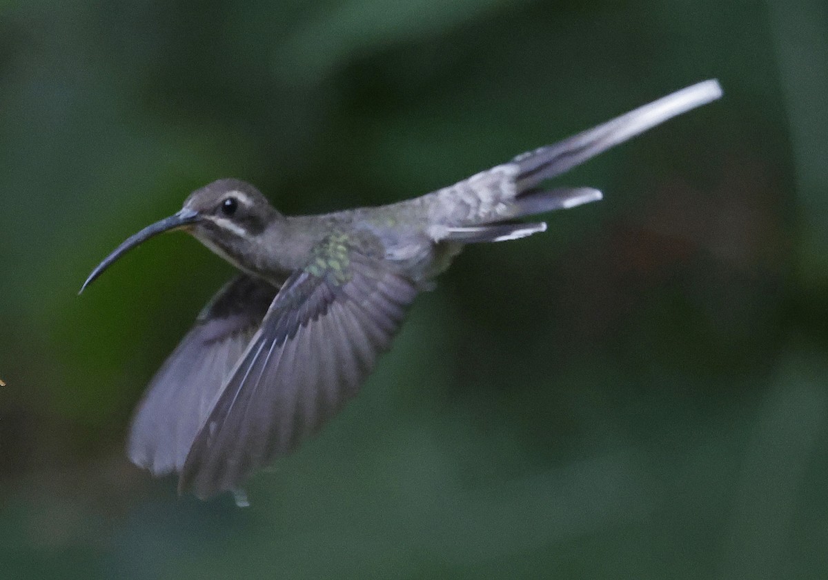 White-bearded Hermit - ML623751478