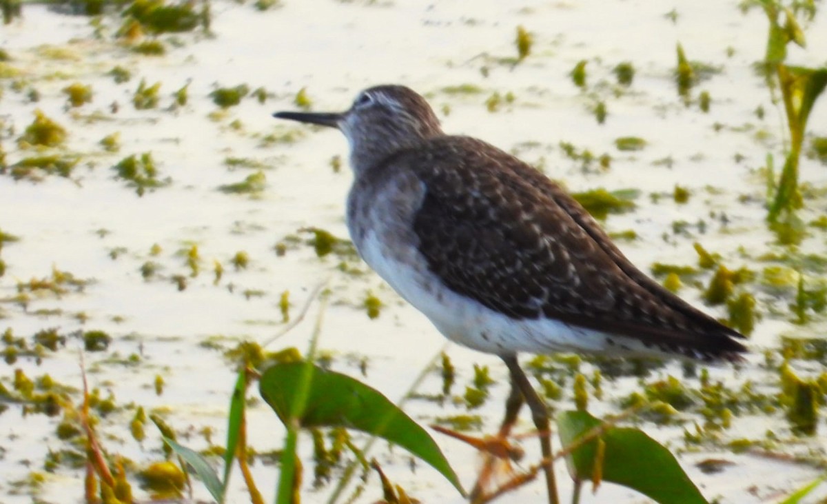 Wood Sandpiper - ML623751510