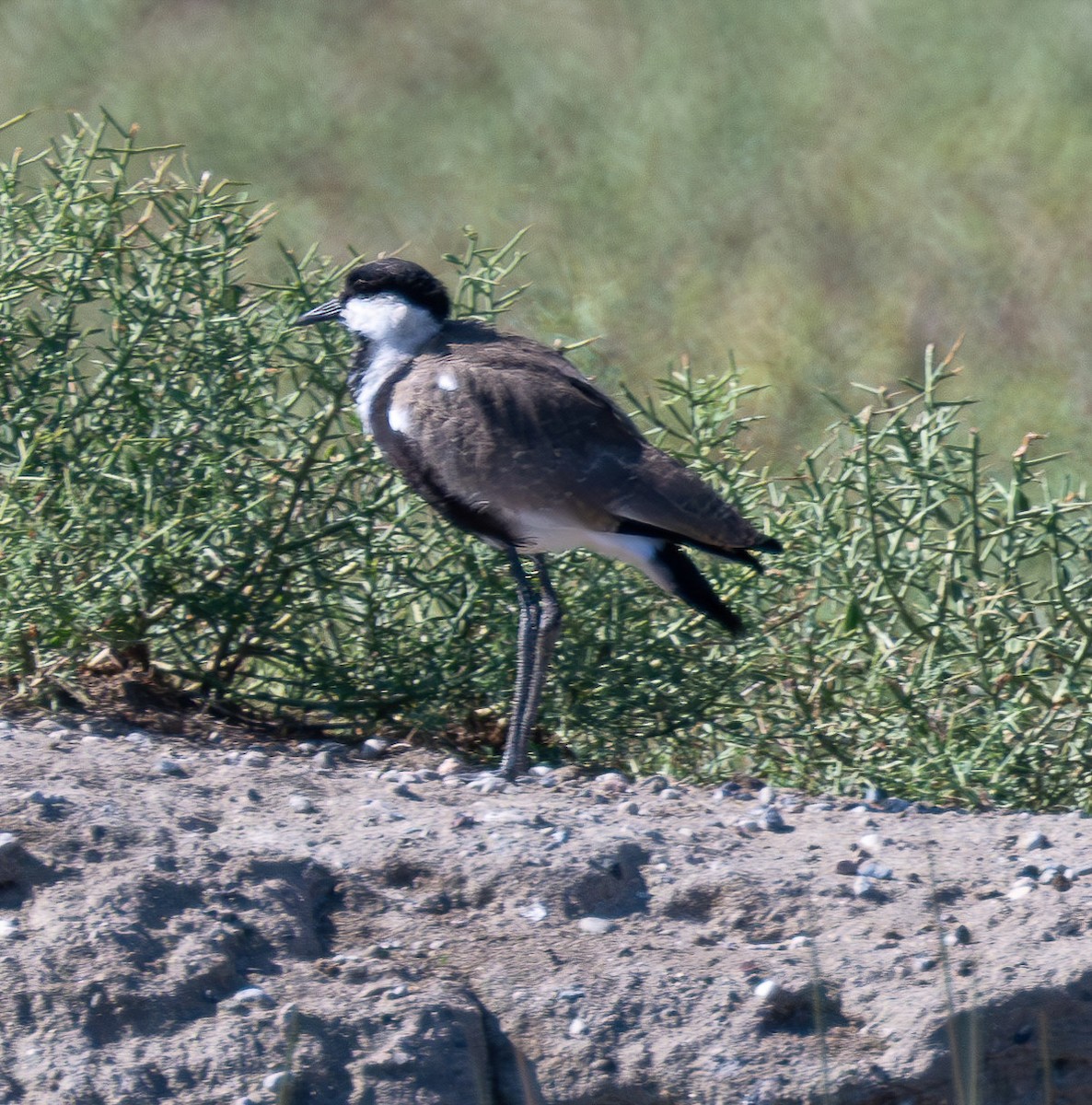 Spur-winged Lapwing - ML623751544